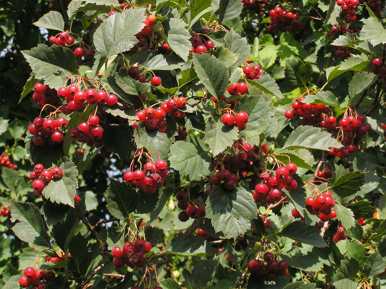 Image of Crataegus sanguinea specimen.