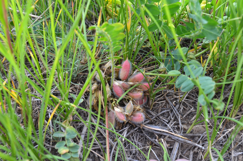 Изображение особи Astragalus schanginianus.