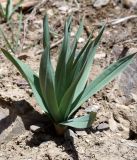 Eremurus fuscus. Вегетирующее растение. Кыргызстан, Нарынская обл., правый берег долины р. Нарын, ~ 2300м н. у. м., р-н слияния Нарына и М. Нарына. 24.04.2015.