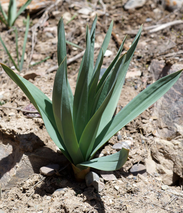 Image of Eremurus fuscus specimen.
