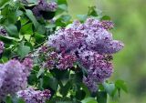 Syringa vulgaris