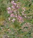 Trachomitum lancifolium