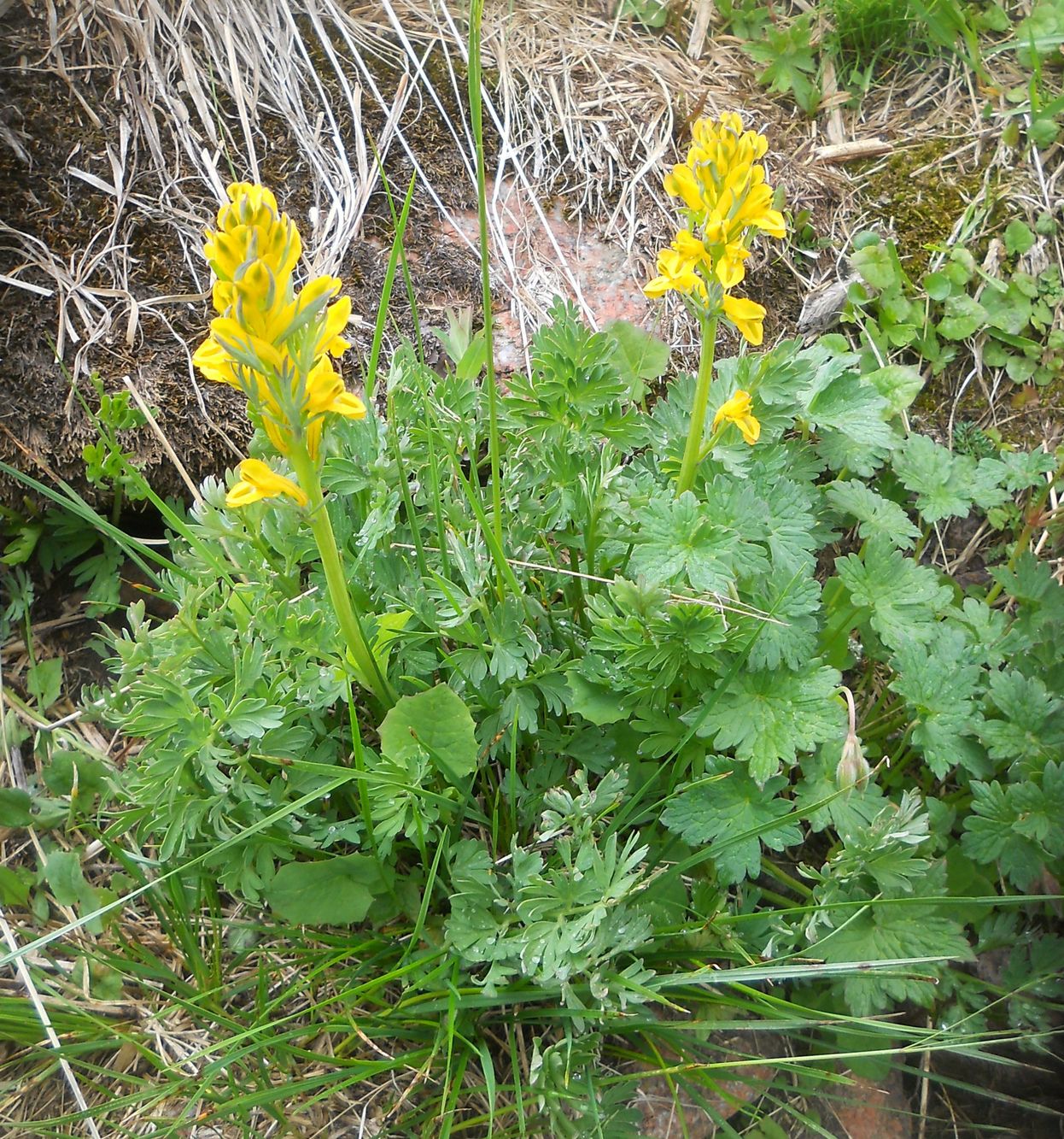 Изображение особи Corydalis gortschakovii.