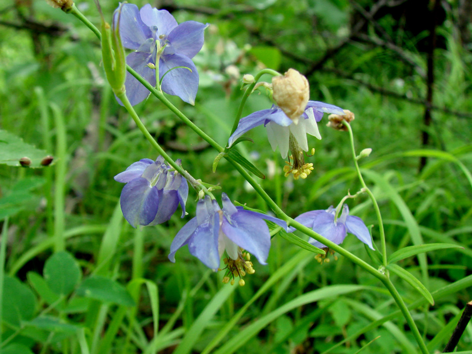 Image of Aquilegia parviflora specimen.