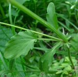 Viola tricolor. Часть веточки. Архангельская обл., Вельский р-н, окр. пос. Усть-Шоноша, обочина небольшой дороги. 29.07.2013.