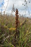 Orobanche bartlingii