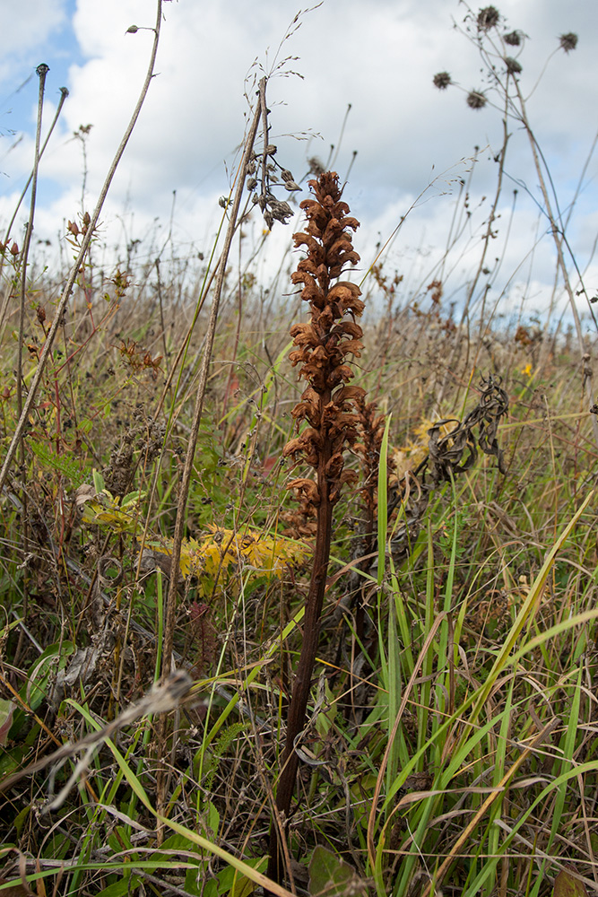 Image of Orobanche bartlingii specimen.