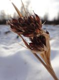 Juncus leucochlamys. Прошлогоднее соплодие. Республика Бурятия, Баунтовский эвенкийский р-н, окр. пос. Северный, марь. 23.02.2016.