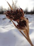 Juncus leucochlamys