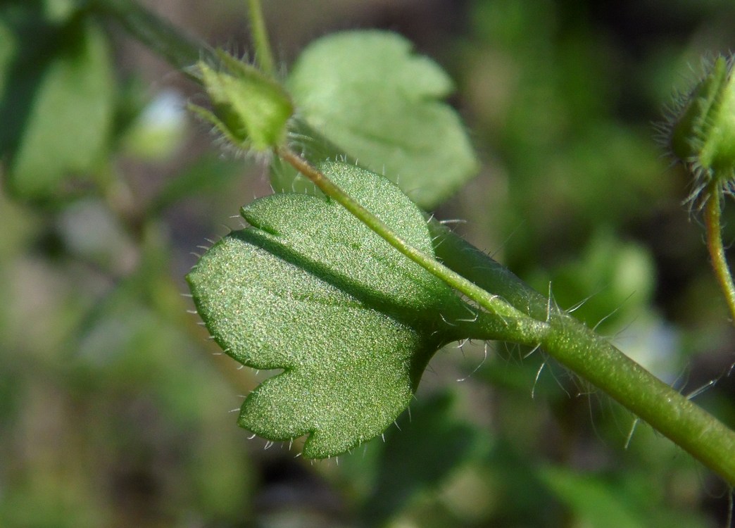 Image of Veronica sublobata specimen.