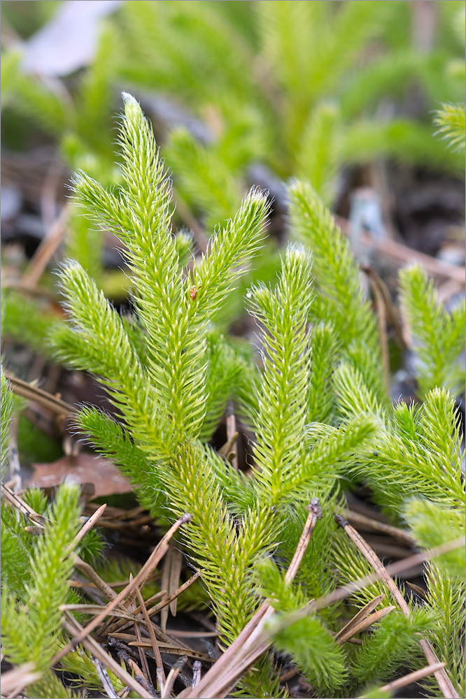 Изображение особи Lycopodium clavatum.