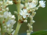 Reynoutria japonica. Часть соцветия. Санкт-Петербург. 12 сентября 2009 г.