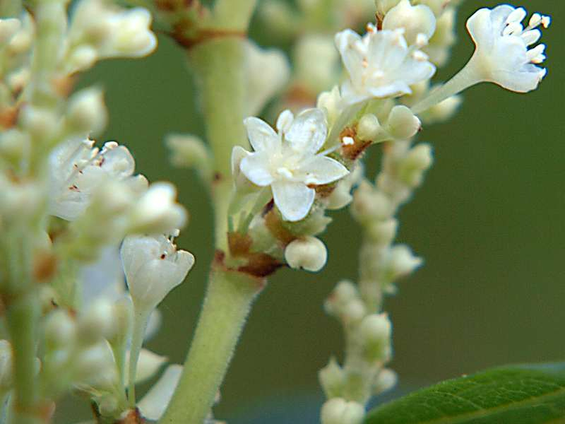 Изображение особи Reynoutria japonica.