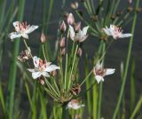 Butomus umbellatus