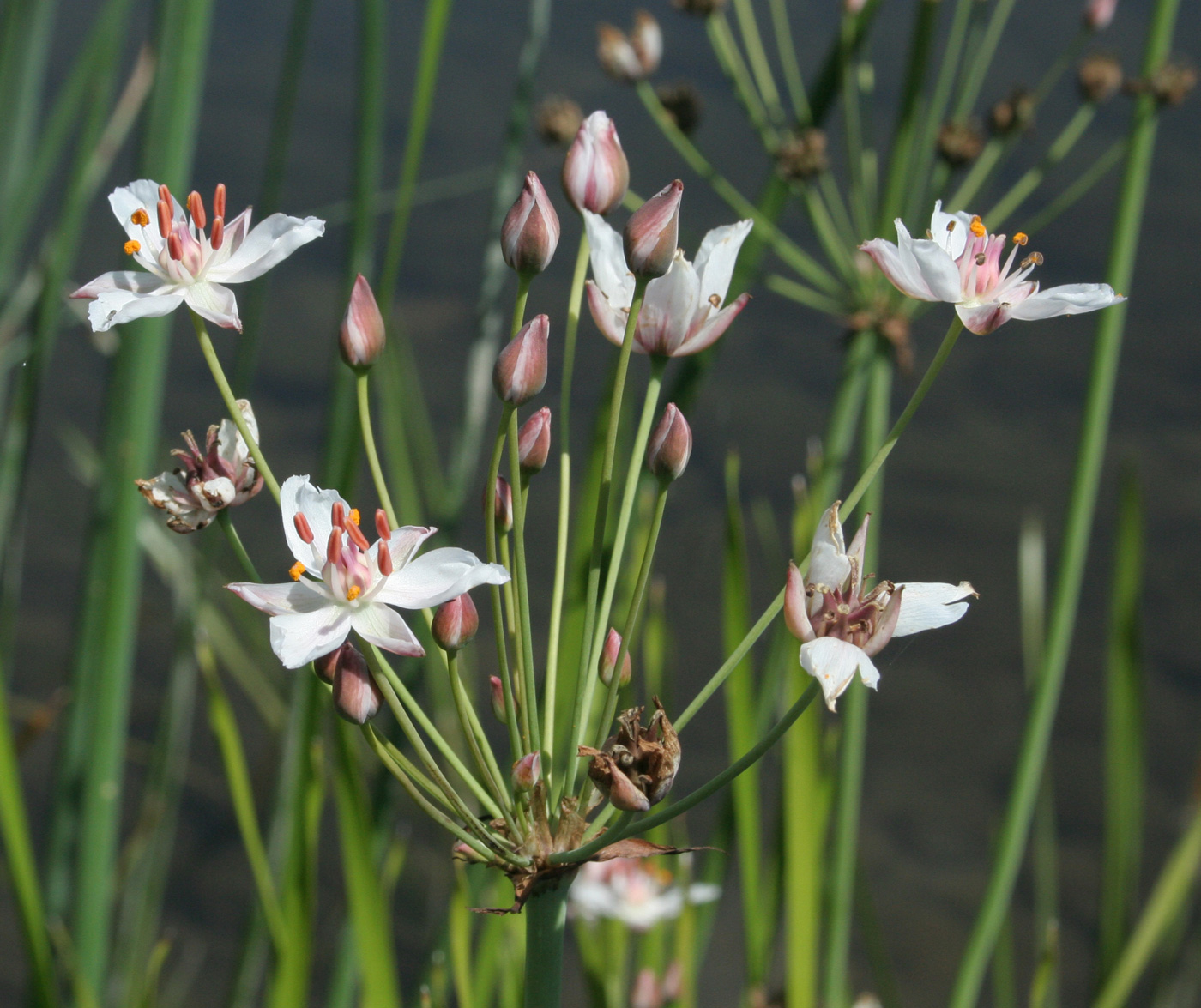 Изображение особи Butomus umbellatus.