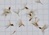 Heterotheca subaxillaris
