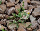 Senecio viscosus