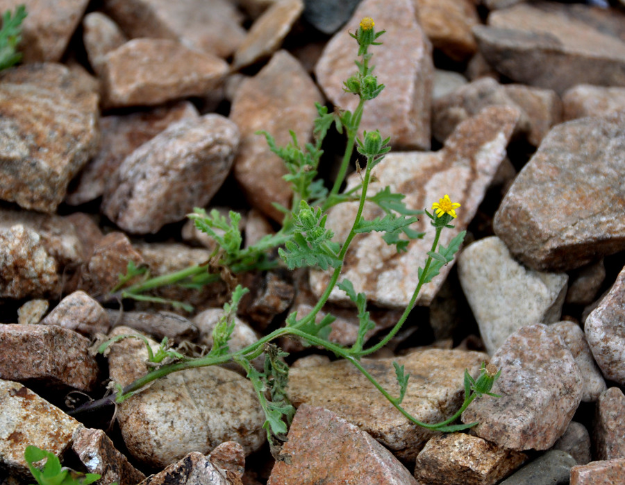 Изображение особи Senecio viscosus.