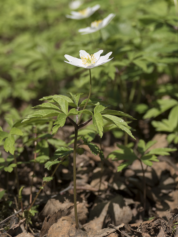 Image of Anemone nemorosa specimen.