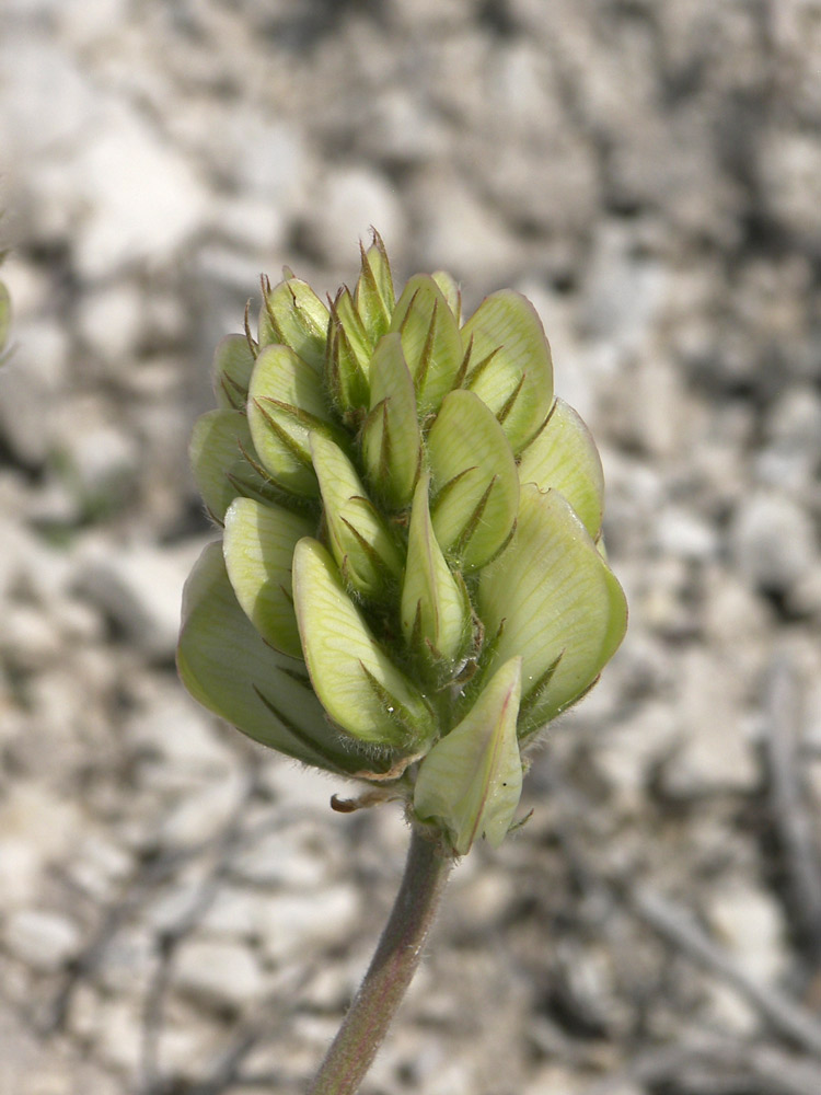 Изображение особи Hedysarum grandiflorum.