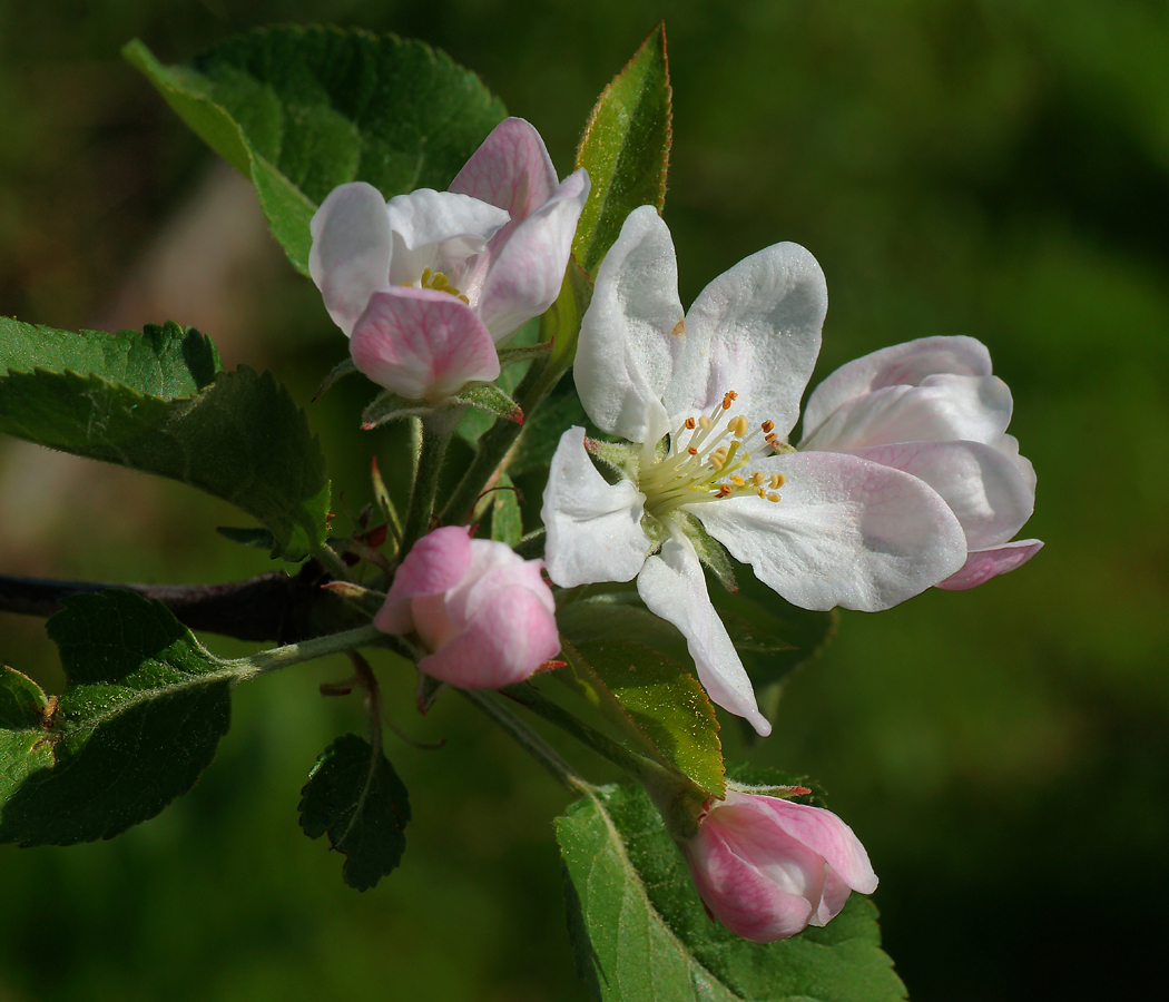 Изображение особи Malus domestica.