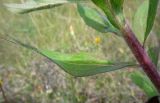 Hieracium umbellatum. Часть побега. Архангельская обл., Вельский р-н, пос. Усть-Шоноша. 5 августа 2009 г.