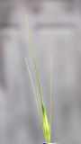 Hordeum leporinum