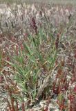 Aeluropus littoralis. Зацветающее растение. Крым, Арабатская стрелка, солончак на песках. 28 мая 2016 г.