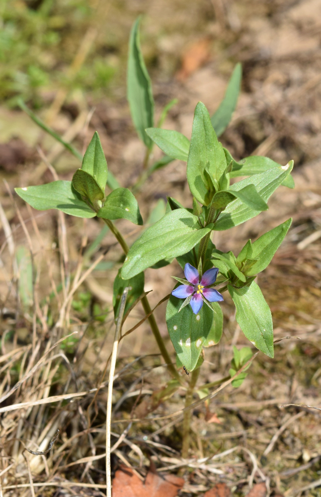 Изображение особи Anagallis foemina.