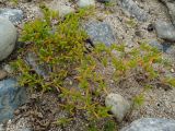 род Salsola. Побеги. Приморье, окр. г. Находка, бухта Шепалово, песчано-гравийный берег. 11.06.2016.