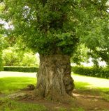 Populus nigra. Нижняя часть ствола с наростами. Москва, Ново-Девичий монастырь. Июнь 2016 г.