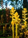 Orobanche laxissima