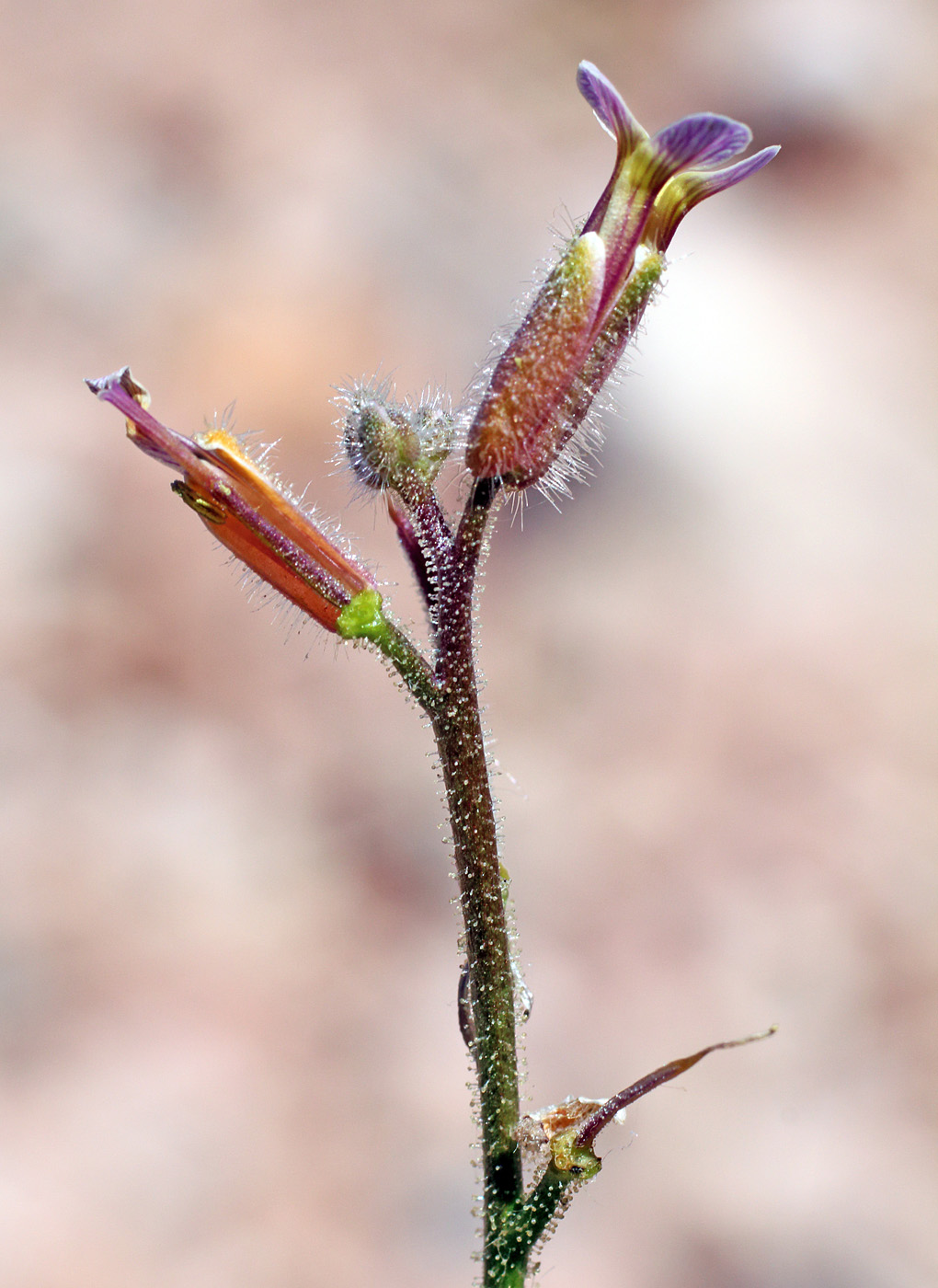 Image of Parrya tschimganica specimen.