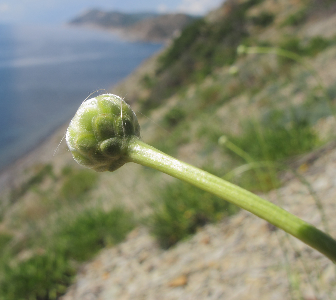 Изображение особи Cephalaria coriacea.