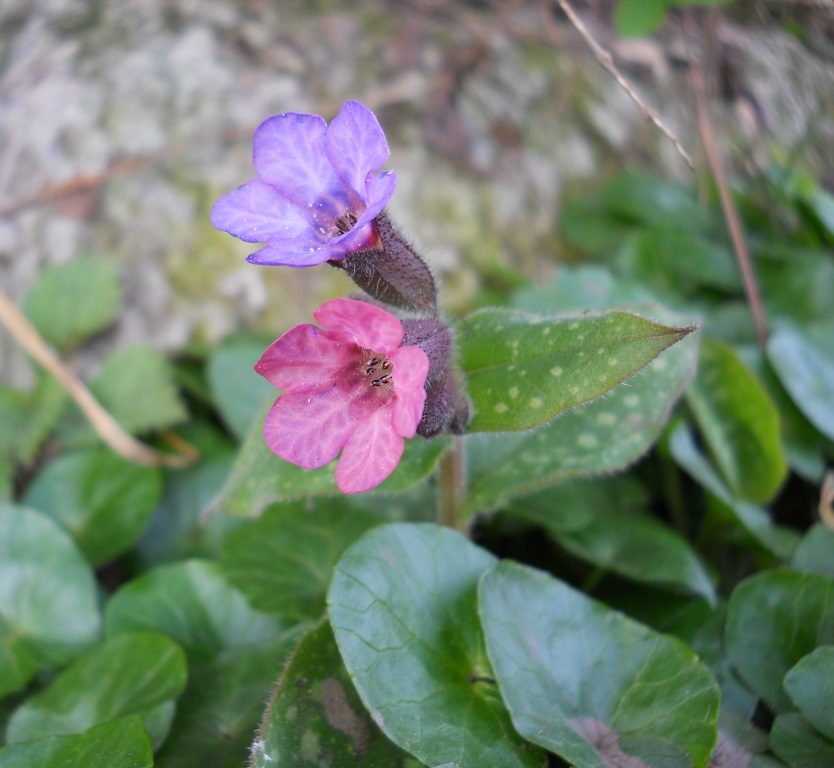 Image of Pulmonaria saccharata specimen.