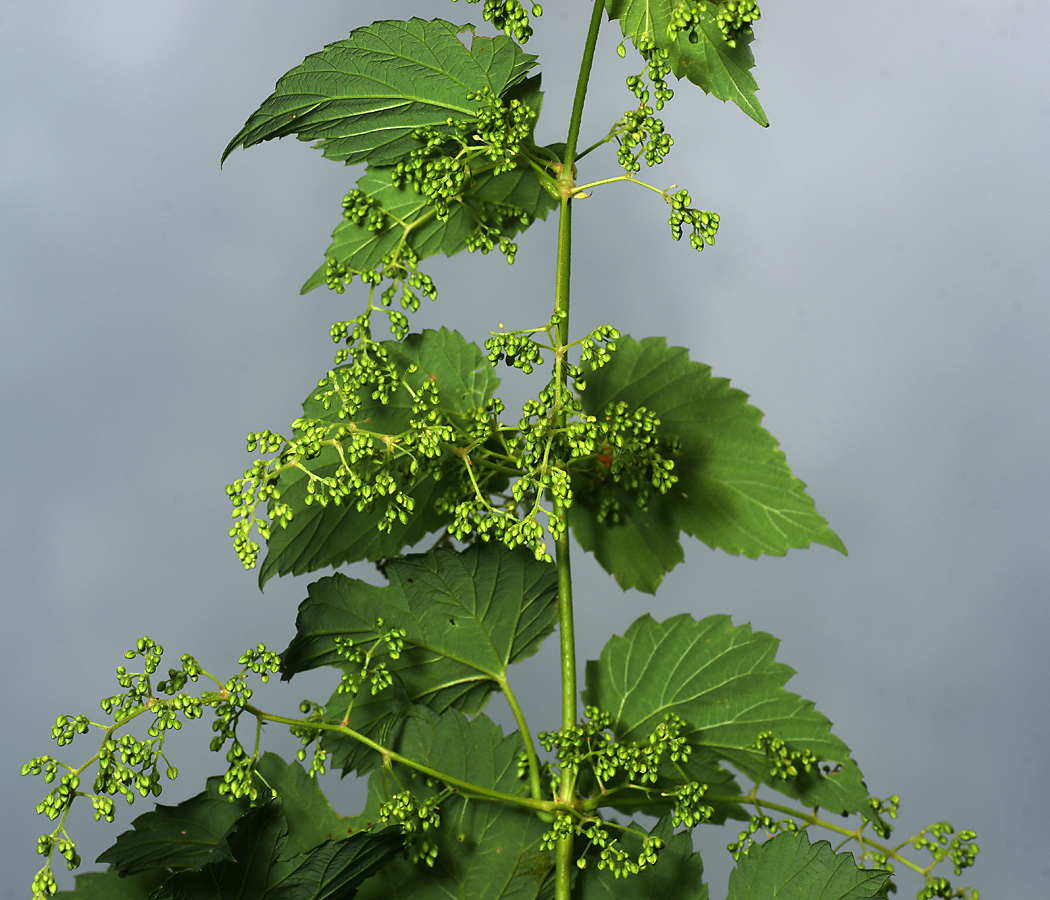 Изображение особи Humulus lupulus.