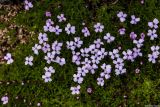 Silene acaulis