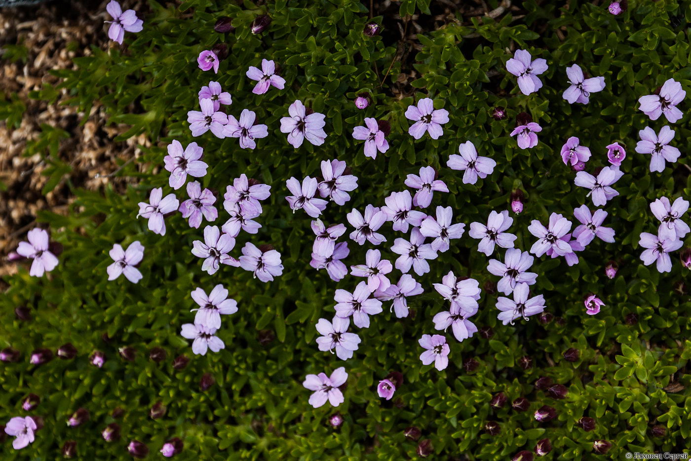 Изображение особи Silene acaulis.