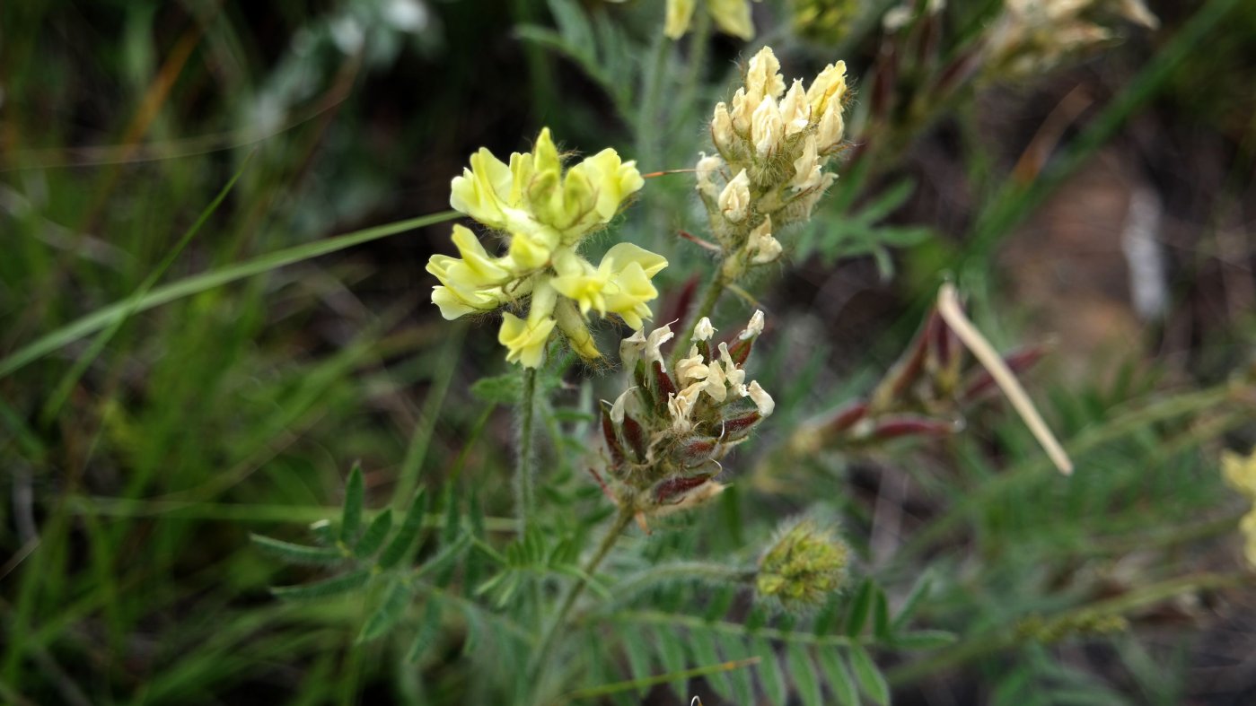 Изображение особи Oxytropis pilosa.