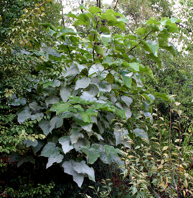Image of Catalpa bignonioides specimen.