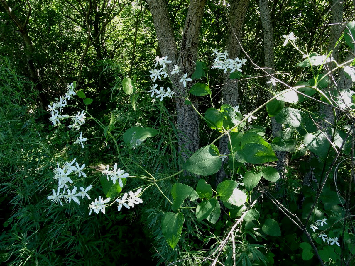 Image of Clematis mandshurica specimen.