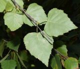 Image of taxon representative. Author is Тулкин Тиллаев