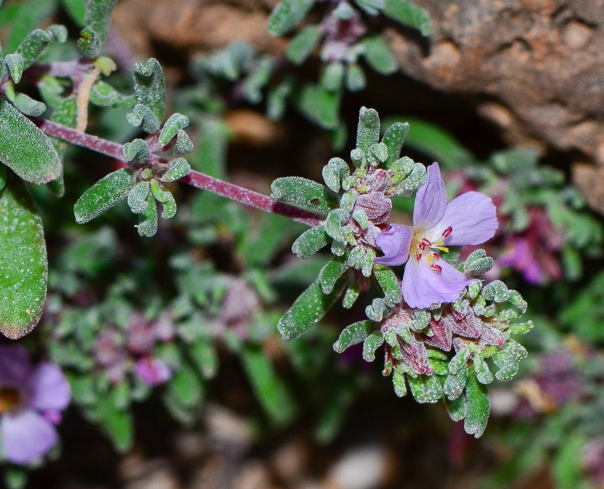 Image of genus Frankenia specimen.