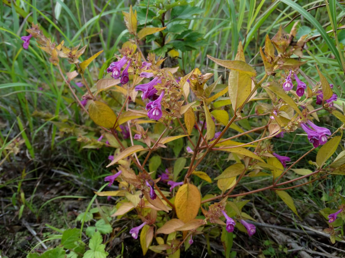 Image of Melampyrum setaceum specimen.