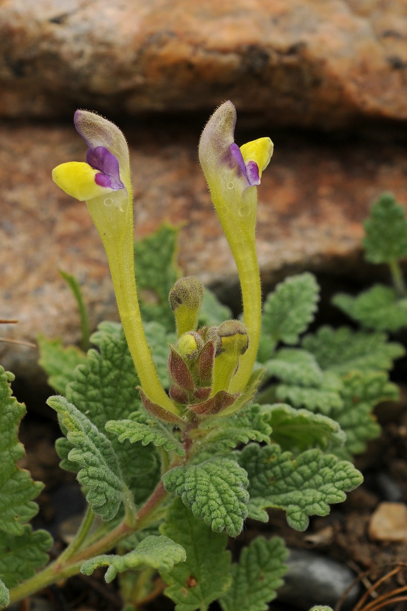 Изображение особи Scutellaria subcaespitosa.