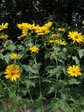 Heliopsis helianthoides