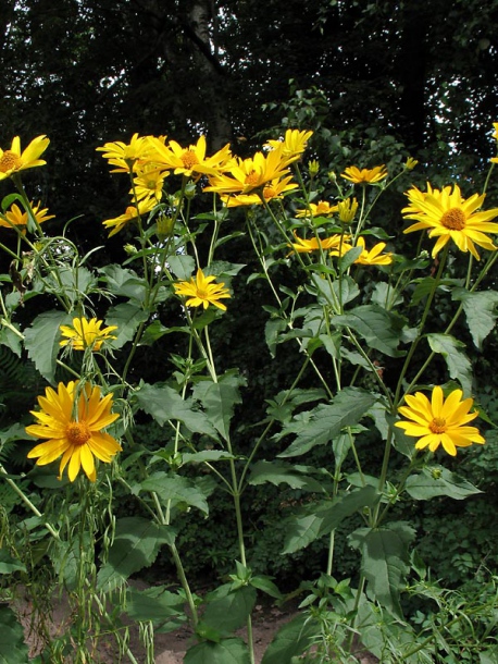 Image of Heliopsis helianthoides specimen.