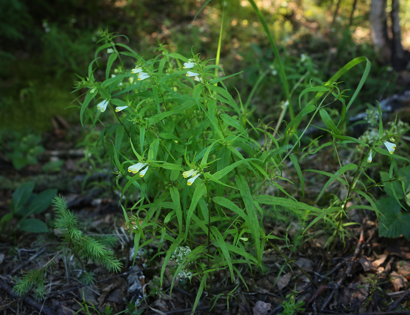 Image of Melampyrum pratense specimen.