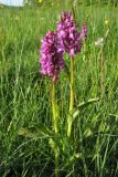 Dactylorhiza majalis. Цветущие растения. Нидерланды, провинция Drenthe, национальный парк Drentsche Aa, сырой пойменный луг. 13 мая 2009 г.