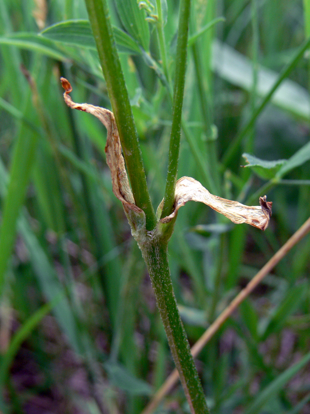 Image of Coccyganthe flos-cuculi specimen.